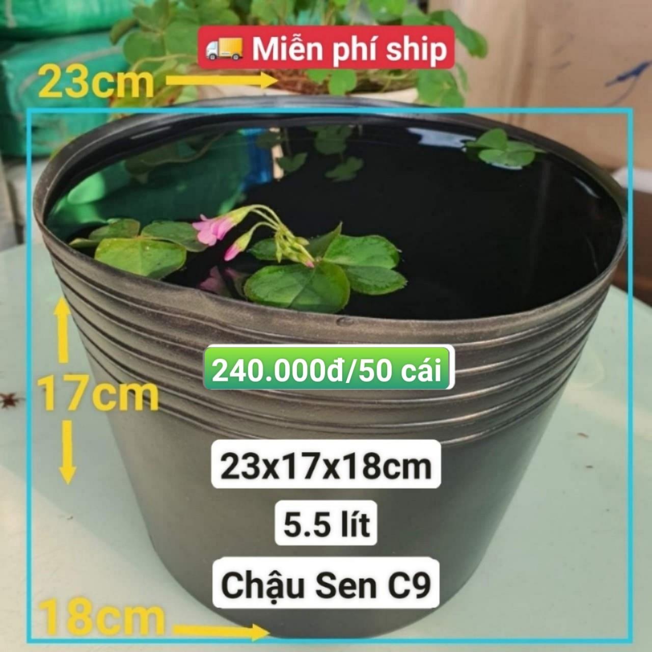 50 Chậu Nhựa Trồng Sen C9