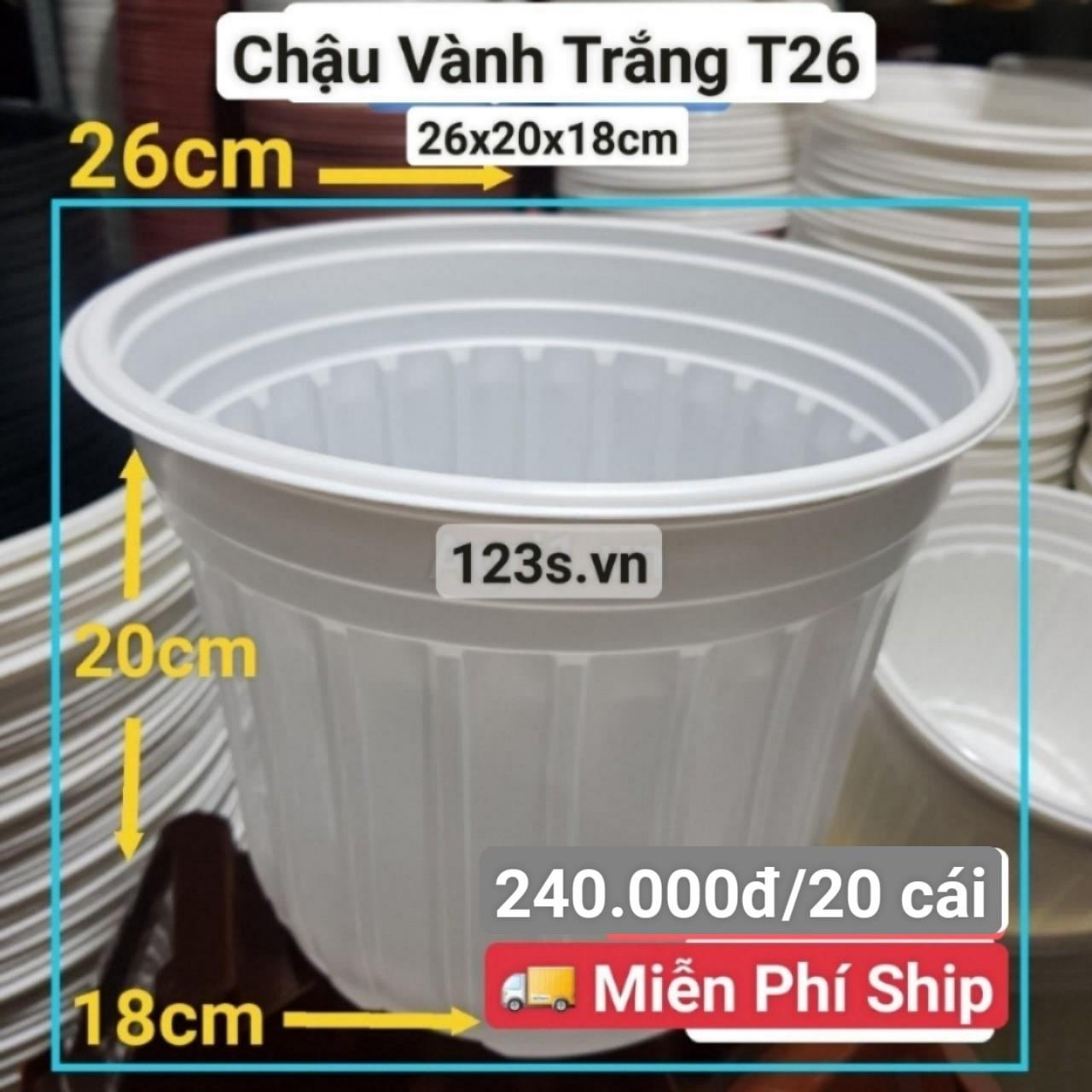 20 Chậu Vành Trắng T26