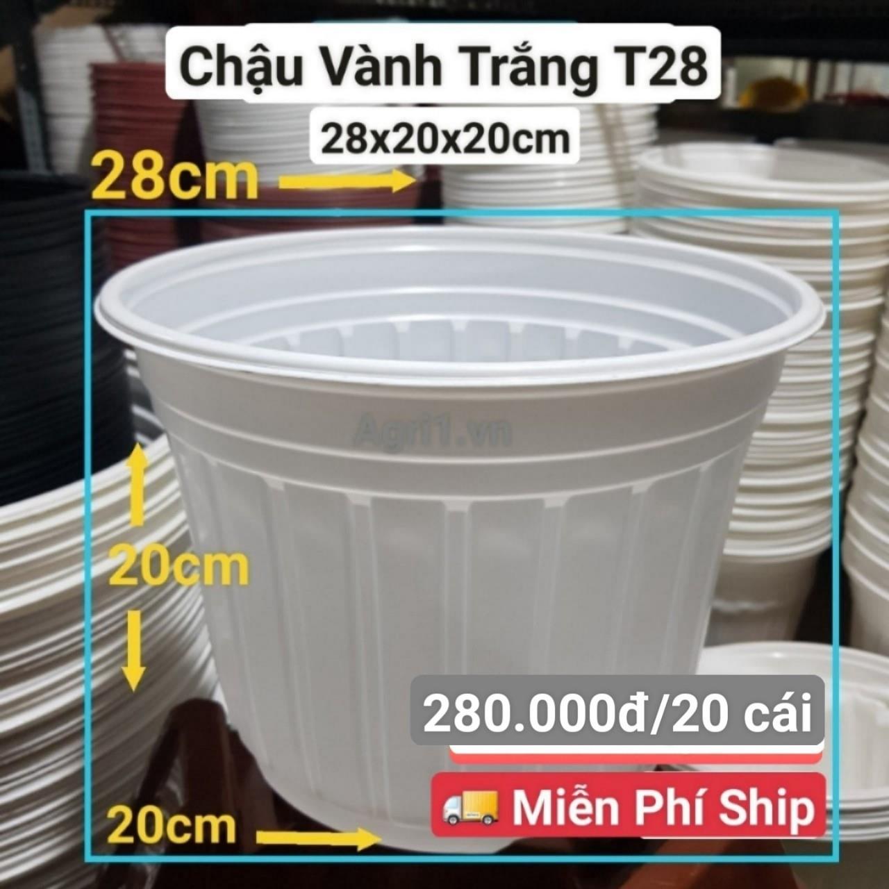 20 Chậu Vành Trắng T28